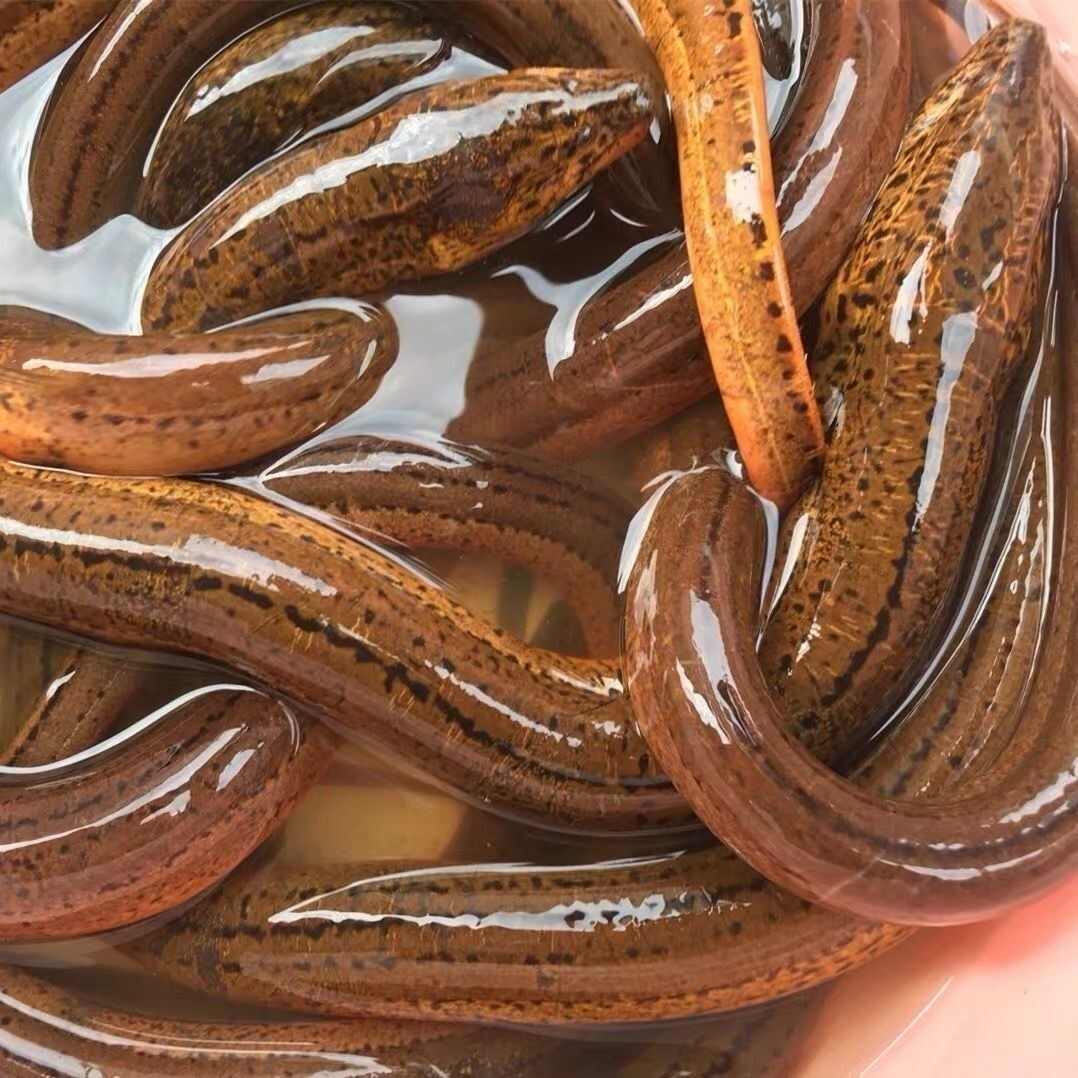 【湖北】监利土黄鳝，规格齐全，货源充足，量大从优