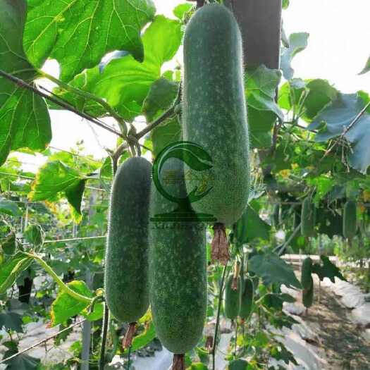南宁青玉987甜节瓜  极早熟 耐寒性好 头尾匀称 绿皮