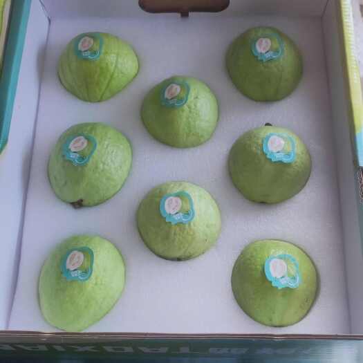 化州市精品礼盒装芭乐 可大量供应