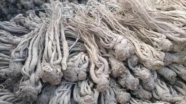 岷县〔岷当归〕甘肃岷县  无硫黑优质当归  岷当归   一手货源