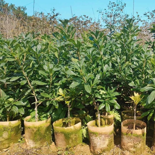 漳州东魁杨梅树苗