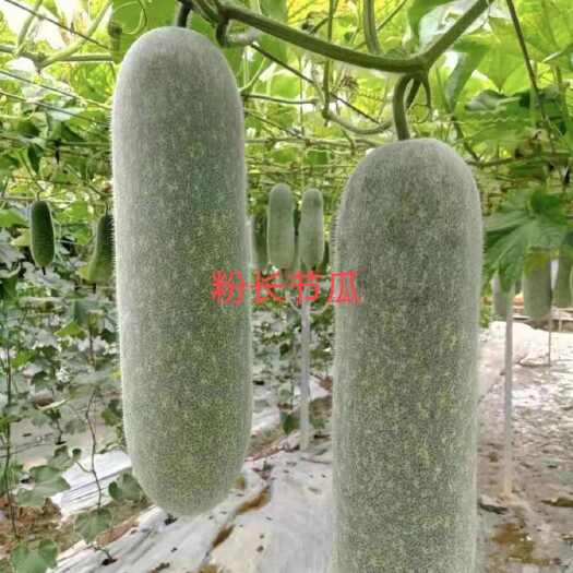 南宁粉长节瓜   优质杂交品种  早熟 上粉快  结瓜率多