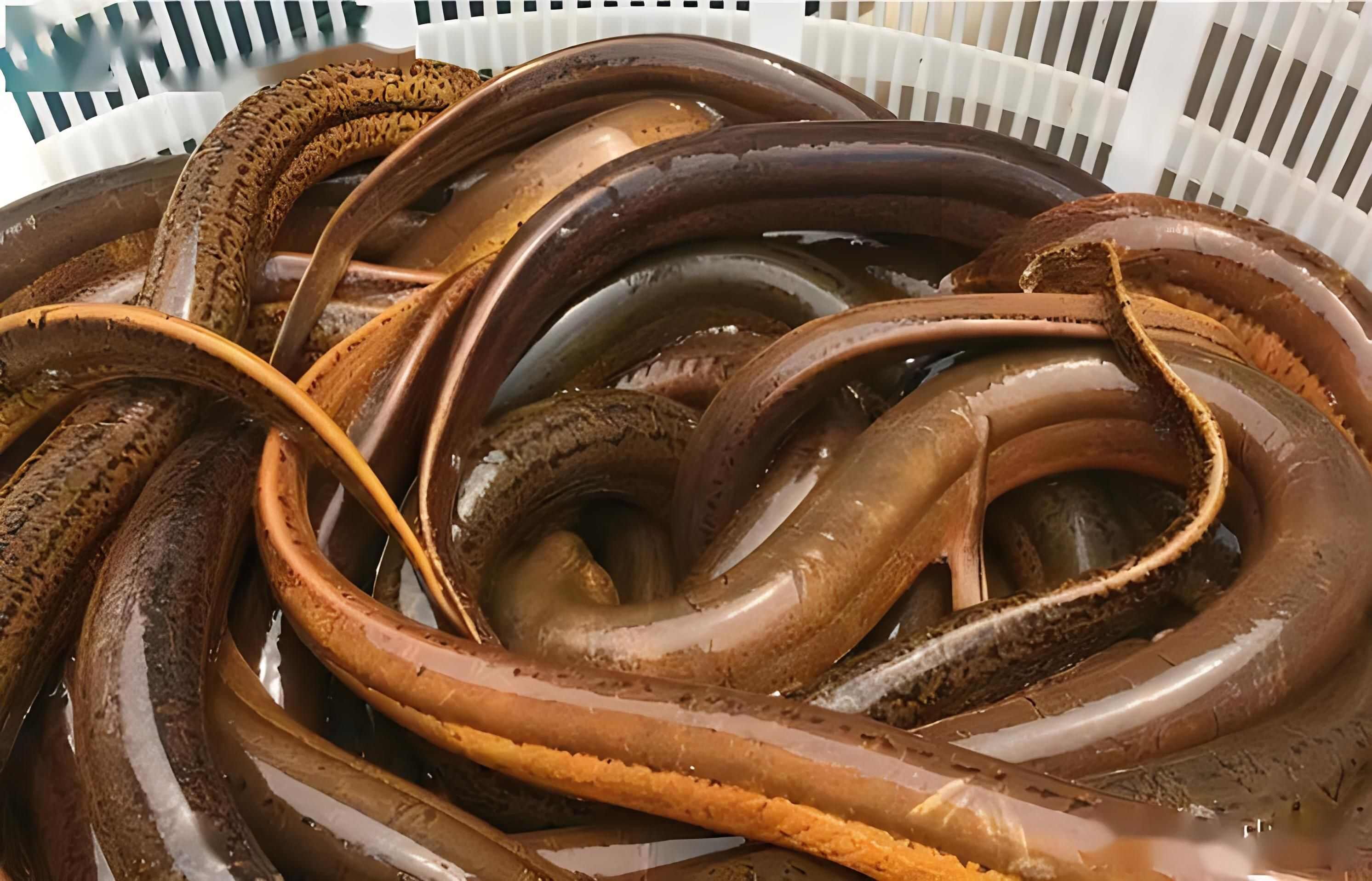 【湖北】监利土黄鳝，规格齐全，货源充足，量大从优