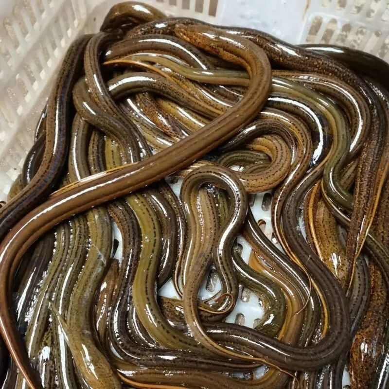 【湖北】监利土黄鳝，规格齐全，货源充足，量大从优