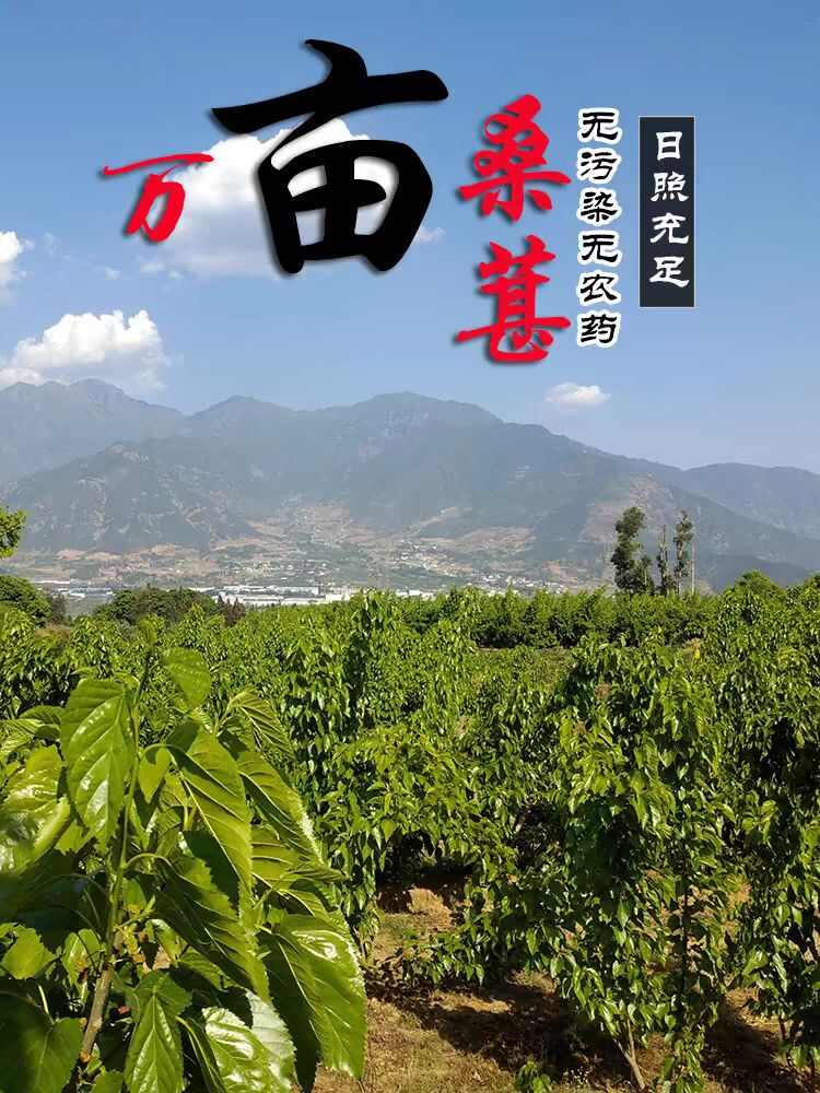 凉山的春桑果出来咯，超甜，超饱满，吃起来很香甜的桑椹上市咯哟