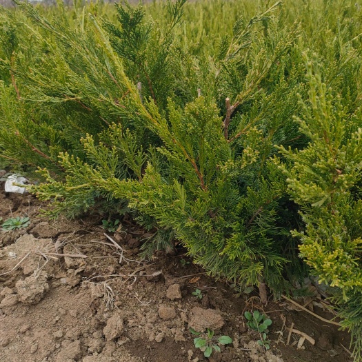 泰安1米龙柏苗，龙柏苗货源，山东龙柏苗基地