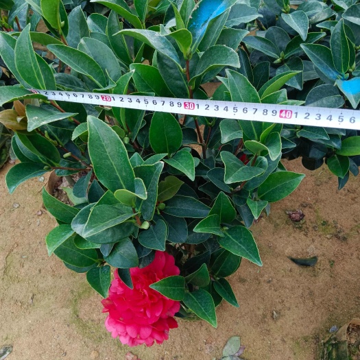 四季茶花，四季开花，四季常青，基地直发