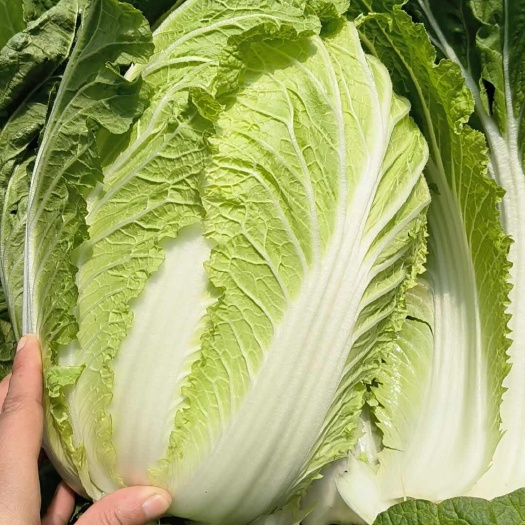 新鲜东台夏阳白菜 直供批发 产地直发绿色蔬菜