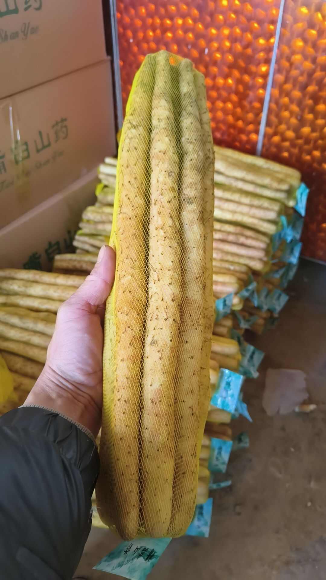 饶阳县小白嘴山药 河北衡水新鲜直发 山药中的精品