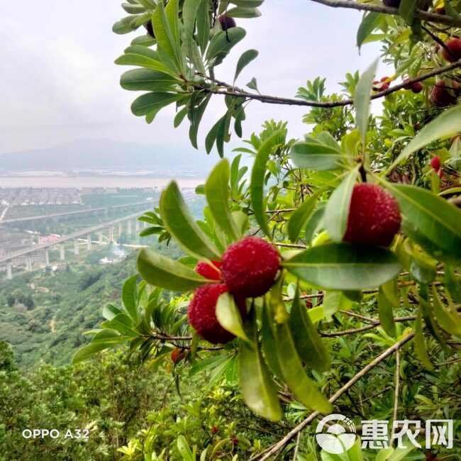 当季鲜杨梅发货6月10号到25号每相毛10斤净6斤顺丰包邮