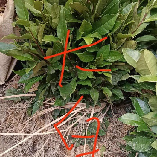 福安市福安大白茶树苗