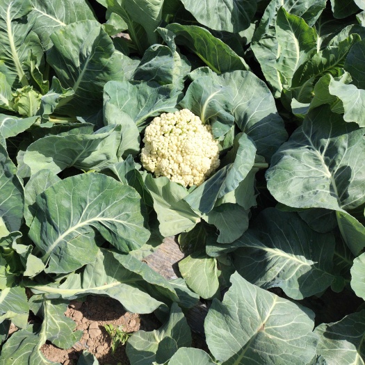 漯河大量新鲜花菜上市