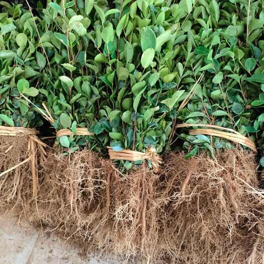 崇义县一年生实生油茶苗还剩下2万棵