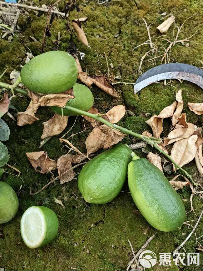 香水柠檬