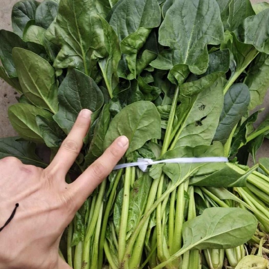 邢台出售大叶菠菜