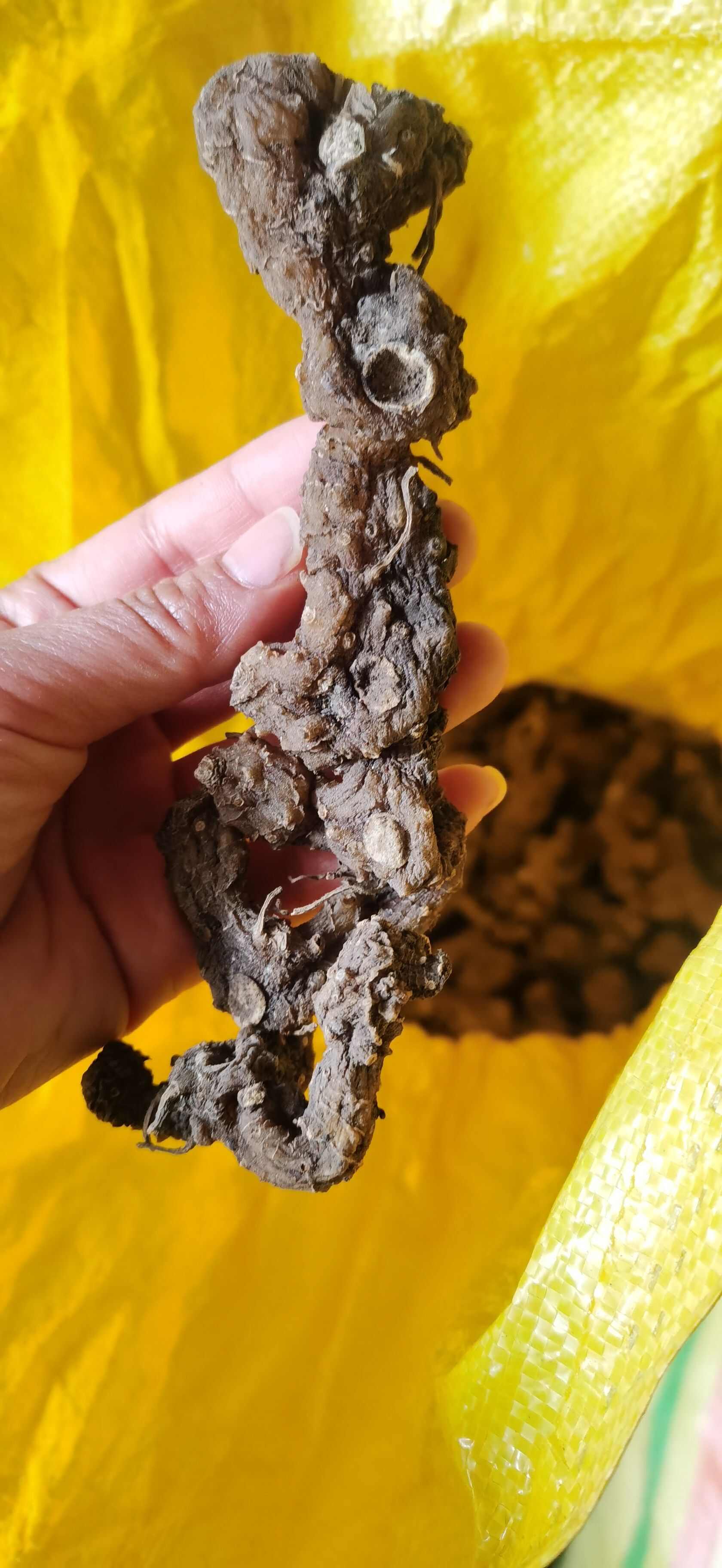 纯姜型黄精，结把多且密，无碎小