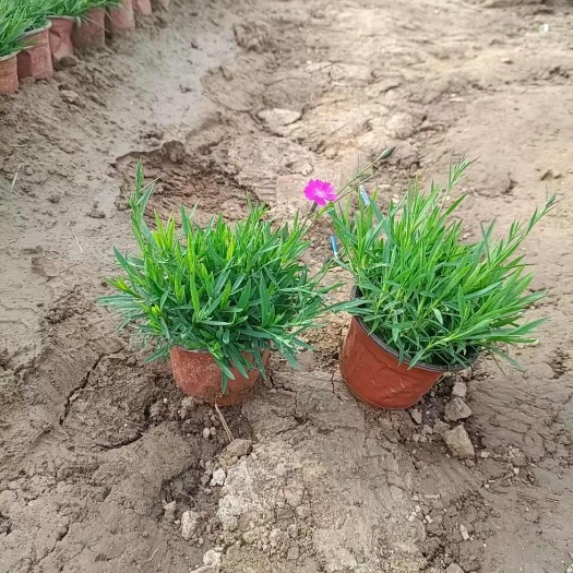 青州市欧石竹基地欧石竹苗庭院植物草坪