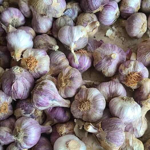 弥渡紫皮老品种香蒜干蒜大蒜头红蒜产地直发批发价一手货源