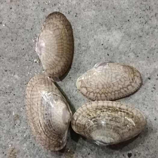 北海花甲，油甲，量大，货源充足，稳定