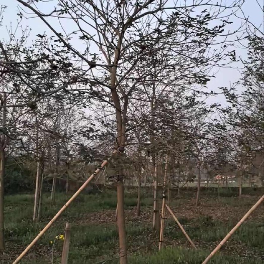 泸州多花黄花风铃木