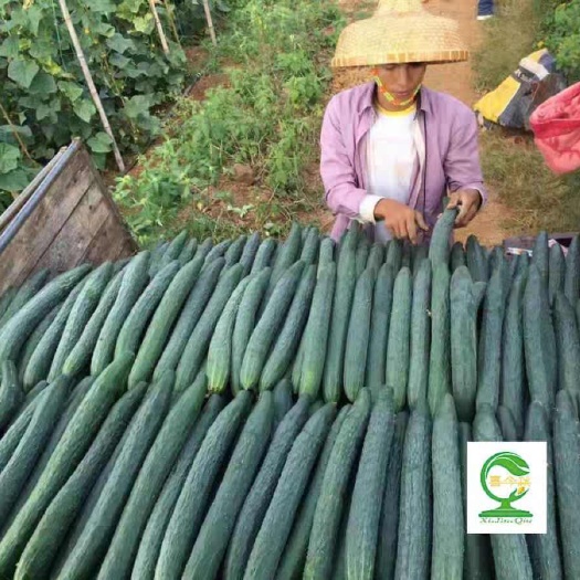 南宁农丰收黄瓜  新培育品种  早熟 带腊粉 耐热 抗病力强