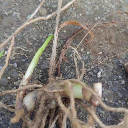 镇安县二公分以上的白芨种苗