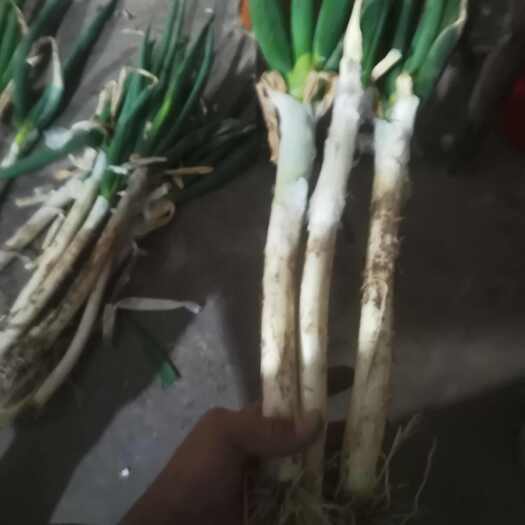 金乡县山东精品越冬大葱