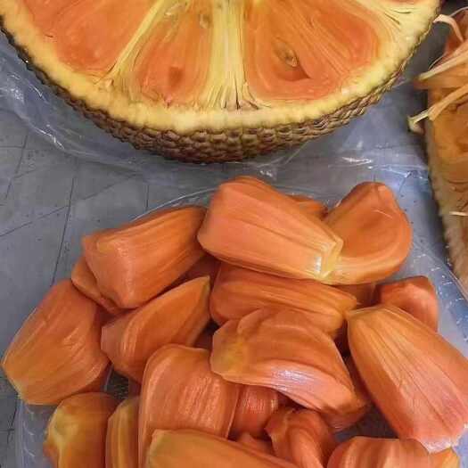 灵山县印尼红菠萝蜜苗，耐寒品种，产量高