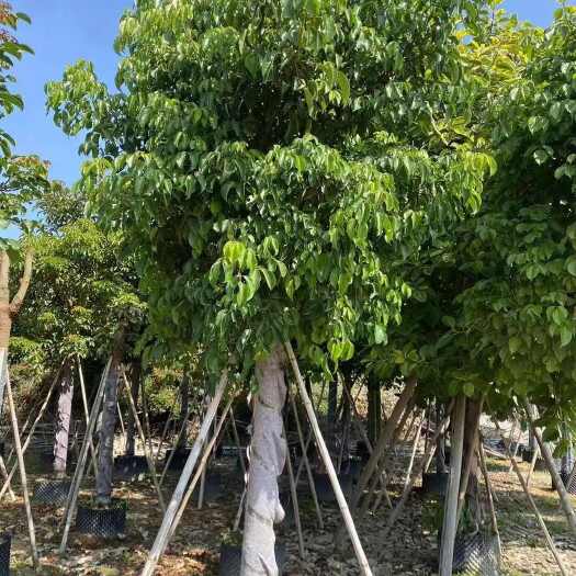 漳州精品香樟树，容器苗