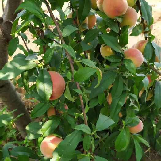 亳州供1-6年桃树苗  油桃苗  水蜜桃苗  黄桃苗