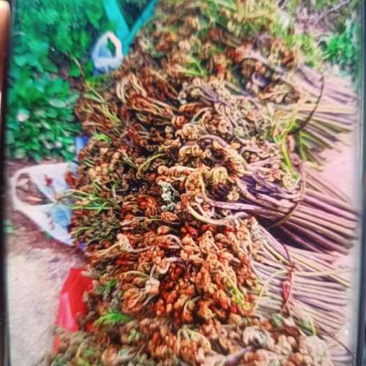 曲靖蕨菜（龙爪菜）大量上市，新鲜