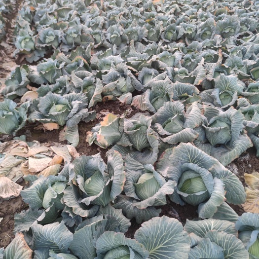 嘉兴精品平包菜大量上市