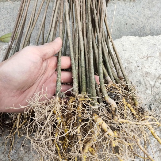 清地黄柏中苗，价格优惠，给钱就出。