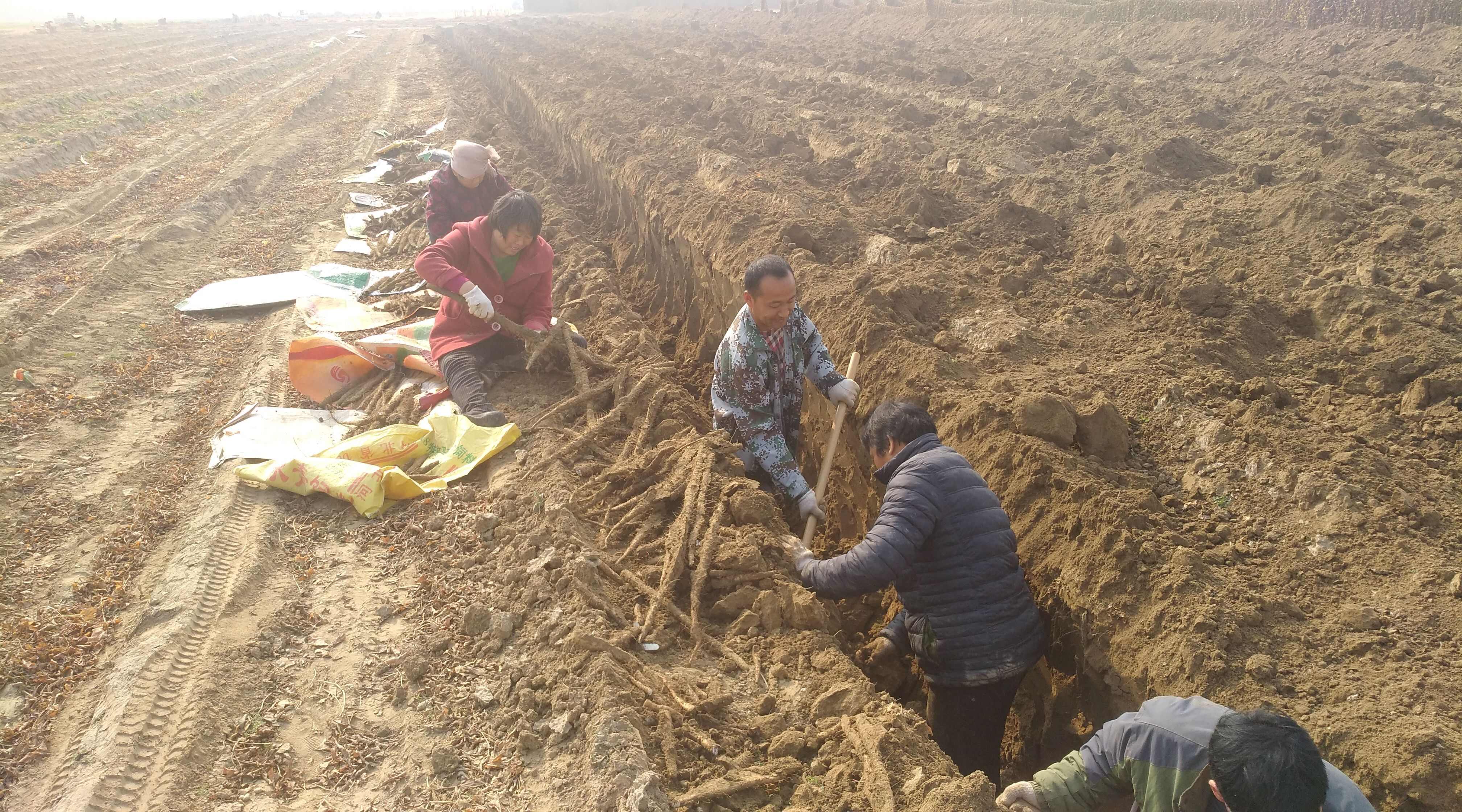 一件代发网店铁棍山药小白嘴山药双棒山药棒药保质保量欢迎光临