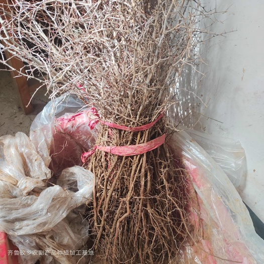 平阴县食用药用酸枣苗二年大苗