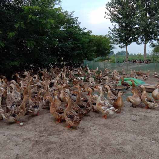 衡阳县大种麻鸭，65天出栏