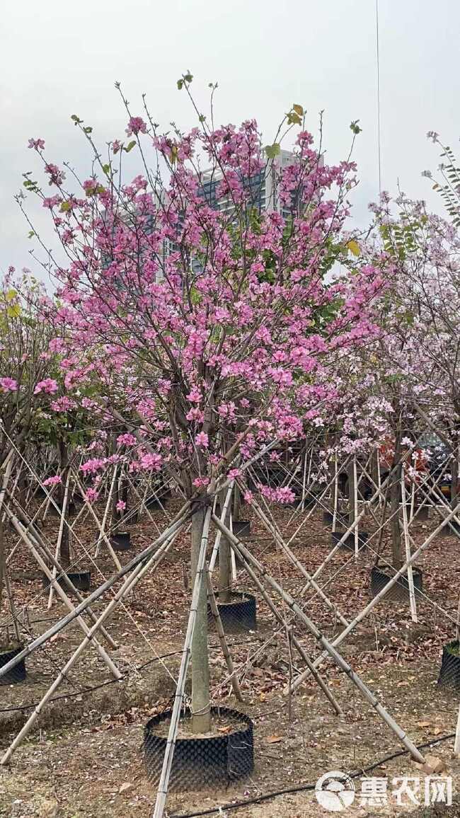 宫粉紫荆树洋紫荆宫粉羊蹄甲5-20公分袋苗产地批发出售