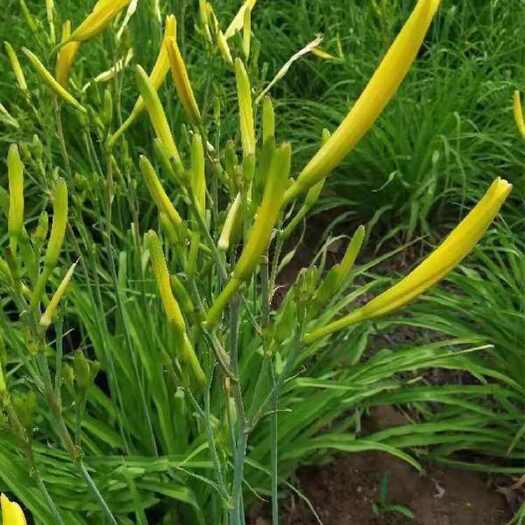 邵阳优质黄花菜种苗种植苗*食用金针菜根苗四季可种易种根粗高产包活