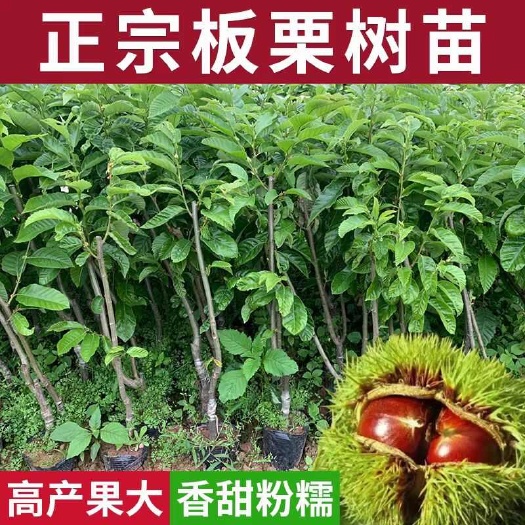 兴业县板栗树苗正宗嫁接果苗大红袍油栗特大带土耐寒当年结果南北方种植