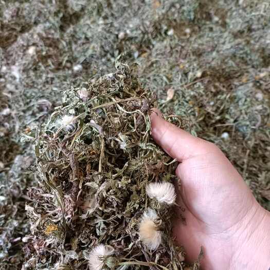 商城县蒲公英自然生长的非种植的2024新货批发零售均可