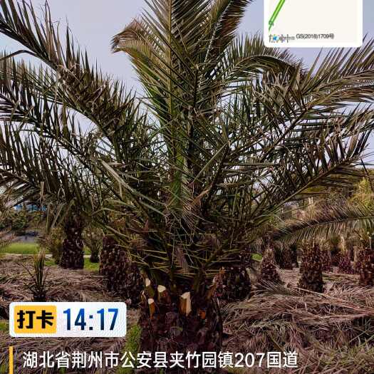 公安县加拿利海枣树湖北省荆州市公安县育苗抗冻十年树木