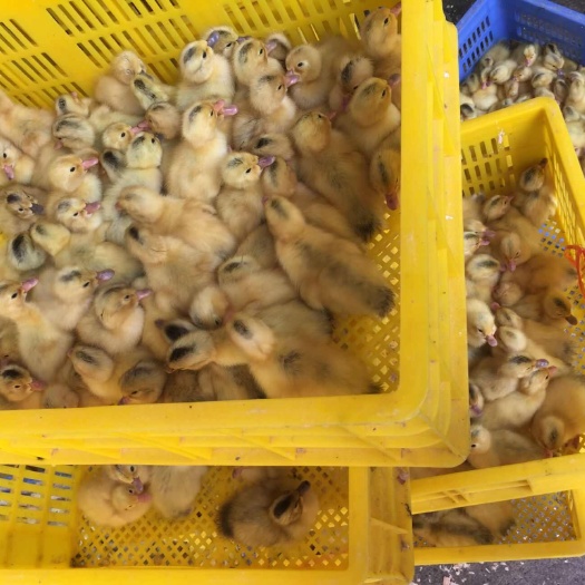 衡阳江南蛋鸭苗