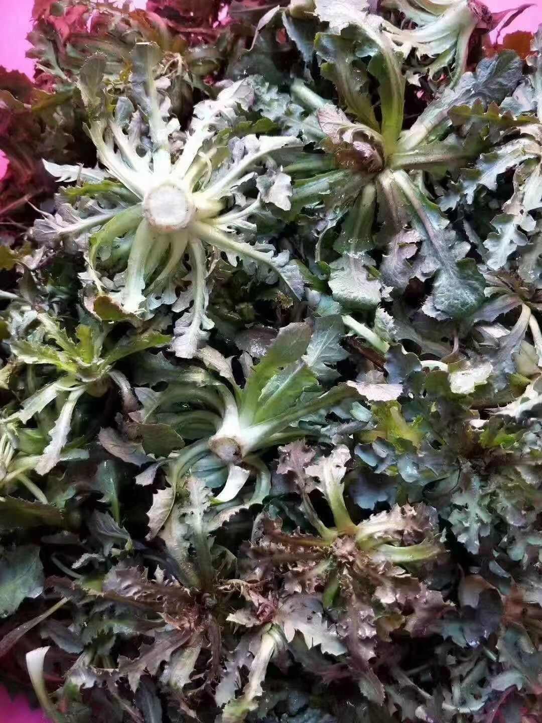 鲜苦碟菜苦菜去根去干叶去黄叶发货