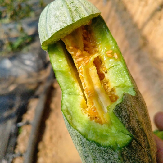 大棚甜瓜羊角蜜星甜好几个品种可以视频看货