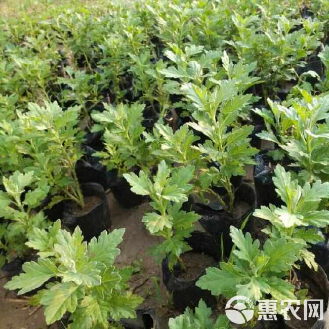 各种菊花苗、基地直供，代育工程绿化苗