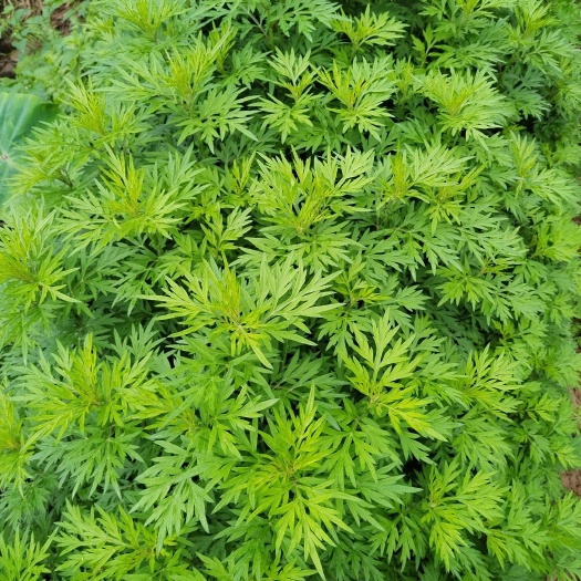 艾草