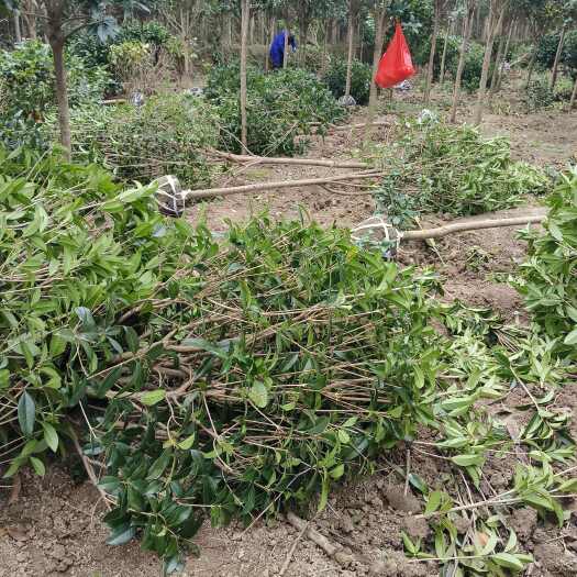 桂东县桂花丹桂浓香型八月桂四季常青大型耐寒绿植物花卉