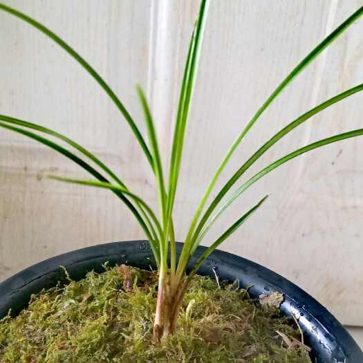 巴中细叶莲瓣2连苗，叶宽0.2厘米叶长25厘米，松毛叶深V硬朗