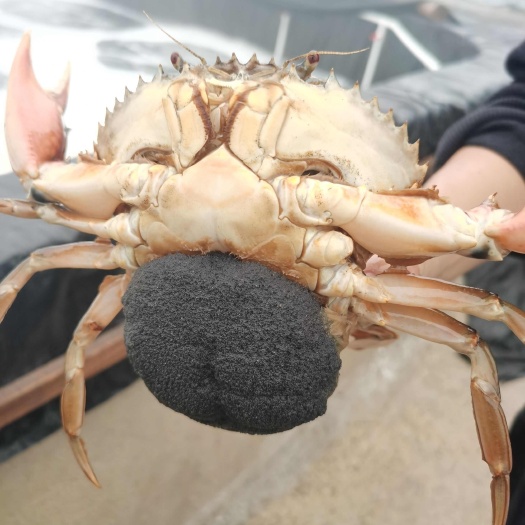 宁海县青蟹苗