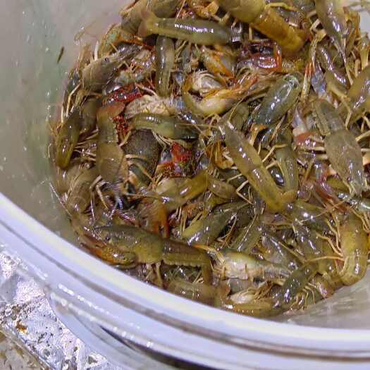 桂林塘口小龙虾青虾苗
